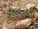 Alpine Grasshopper - photo 3