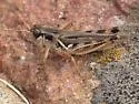 Alpine Grasshopper - photo 4