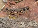 Alpine Grasshopper - photo 5