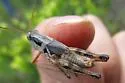 Angularis Spur-throat Grasshopper