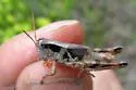 Angularis Spur-throat Grasshopper - photo 2