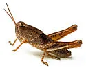 Angularis Spur-throat Grasshopper - photo 3