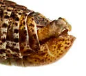Angularis Spur-throat Grasshopper - photo 4