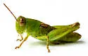 Angularis Spur-throat Grasshopper - photo 5