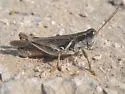 Narrow-winged Spur-throat Grasshopper