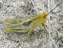 Narrow-winged Spur-throat Grasshopper - photo 2