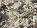 Narrow-winged Spur-throat Grasshopper - photo 3