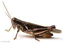 Narrow-winged Spur-throat Grasshopper - photo 4