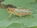Narrow-winged Spur-throat Grasshopper - photo 5