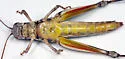 Apalachicola Short-wing Grasshopper