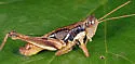 Apalachicola Short-wing Grasshopper - photo 2