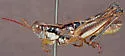Apalachicola Short-wing Grasshopper - photo 3