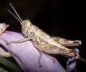 Arid Lands Spur-Throat Grasshopper