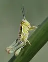 Arid Lands Spur-Throat Grasshopper - photo 2