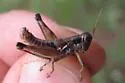 Arid Lands Spur-Throat Grasshopper - photo 3