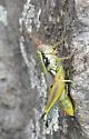 Arid Lands Spur-Throat Grasshopper - photo 4