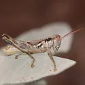 Arid Lands Spur-Throat Grasshopper - photo 5