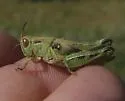 Arizona Spur-Throat Grasshopper