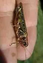 Arizona Spur-Throat Grasshopper - photo 2