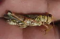 Arizona Spur-Throat Grasshopper - photo 3