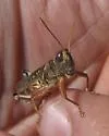 Arizona Spur-Throat Grasshopper - photo 4