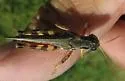 Arizona Spur-Throat Grasshopper - photo 5