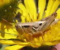 Striking Short-wing Grasshopper