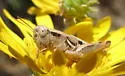 Striking Short-wing Grasshopper - photo 2
