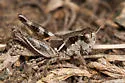 Striking Short-wing Grasshopper - photo 4