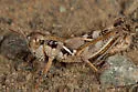 Striking Short-wing Grasshopper - photo 5