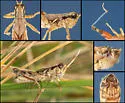 Melanoplus bernardinae