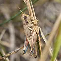 Melanoplus bernardinae - photo 2