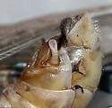 Two-spined Spur-throat Grasshopper