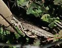 Two-spined Spur-throat Grasshopper - photo 2