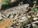 Two-spined Spur-throat Grasshopper - photo 3