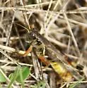 Two-spined Spur-throat Grasshopper - photo 4