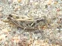 Two-spined Spur-throat Grasshopper - photo 5