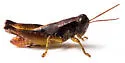 Melanoplus bonita