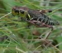 Northern Spur-throat Grasshopper