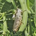 Northern Spur-throat Grasshopper - photo 2