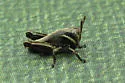 Northern Spur-throat Grasshopper - photo 3