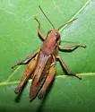 Northern Spur-throat Grasshopper - photo 4