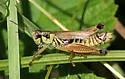 Northern Spur-throat Grasshopper - photo 5