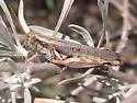 Sagebrush Grasshopper - photo 3