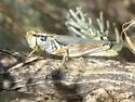 Sagebrush Grasshopper - photo 4