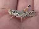Sagebrush Grasshopper - photo 5
