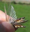 Bruner's Spur-throat Grasshopper - Melanoplus bruneri