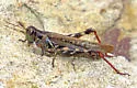 Bruner's Spur-throat Grasshopper - photo 2