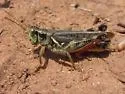 Bruner's Spur-throat Grasshopper - photo 3