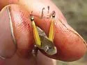 Bruner's Spur-throat Grasshopper - photo 4